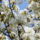 Gyumolcsfak_78_331286_24057_t