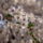 Gyumolcsfak_79_331287_64463_t