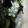 Gyumolcsfak_7_331184_50857_t