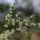 Gyumolcsfak_80_331288_23751_t