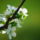 Gyumolcsfak_81_331289_30147_t