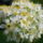 Gyumolcsfak_82_331290_81559_t