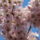 Gyumolcsfak_83_331291_44639_t