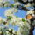 Gyumolcsfak_84_331292_87270_t