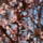 Gyumolcsfak_85_331293_14793_t