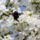 Gyumolcsfak_86_331294_14138_t