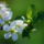 Gyumolcsfak_87_331295_54157_t