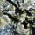 Gyumolcsfak_89_331297_80822_t