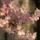 Gyumolcsfak_8_331185_64336_t