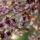 Gyumolcsfak_90_331298_89260_t