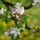 Gyumolcsfak_91_331299_25708_t