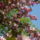 Gyumolcsfak_92_331300_50937_t