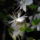 Gyumolcsfak_96_331304_93571_t