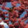 Gyumolcsfak_97_331305_39160_t
