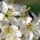 Gyumolcsfak_98_331306_14014_t