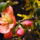 Gyumolcsfak_99_331307_17719_t