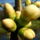 Gyumolcsfak_9_331186_12291_t