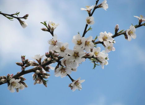 Mandulafa virága (1)