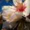 Mandulafa virága (2)