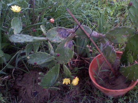 Opuntia