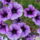 Petunia_331360_52303_t