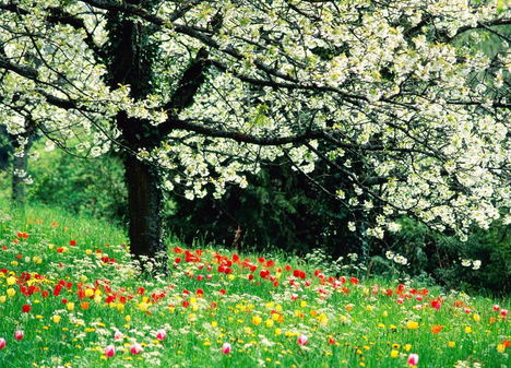 Virágzó fák 16