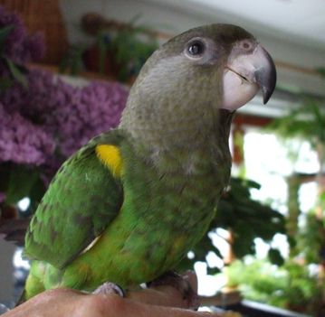 Barnus papagáj (Barnafejű)