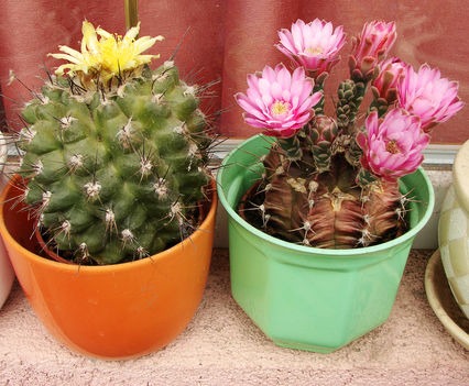 Hajni-Kaktuszai. 2