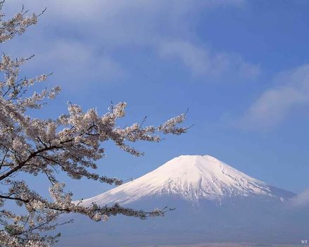 Japan-MT-Fuji-with-Blossoms