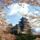 Japantourist5942_332331_97812_t