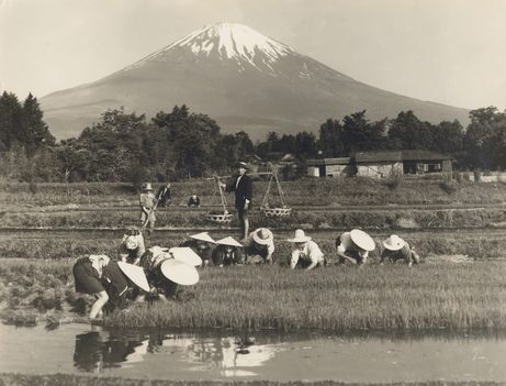 Mount Fuji from the Rice Fields