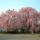 Sakura-007_332531_20531_t