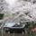 Sakura_332536_76380_t