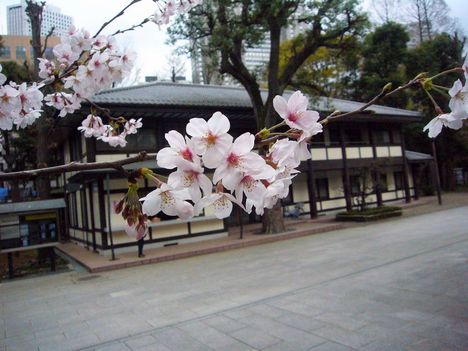 white-sakura