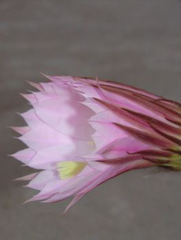 Echinopsis virága