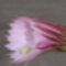 Echinopsis virága