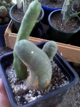 Lophocereus schottii