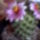 Mammillaria_334460_79556_t