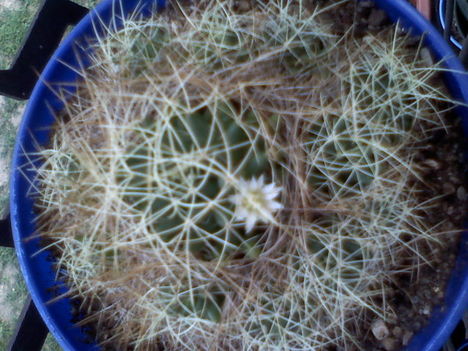 Mammillaria camptotricha