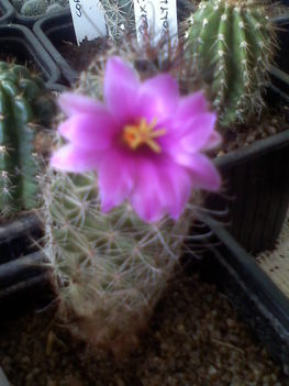 Mammillaria seldonii