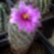 Mammillaria seldonii