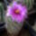 Mammillaria_seldonii_335794_21706_t