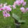 Orhidea_335368_29104_t
