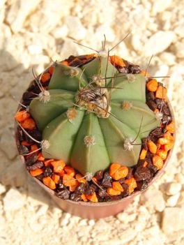 Astrophytum