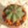 Astrophytum-003_336603_77928_t