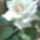 Rozsa-001_336909_69583_t