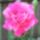 Rozsa_336908_47478_t