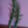 Austrocylindropuntia_verschaffeltii_337041_68171_t