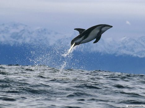 Delfin_Új-Zéland_partjainál