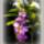 Kinai___akacszep__viragok_337425_62001_t
